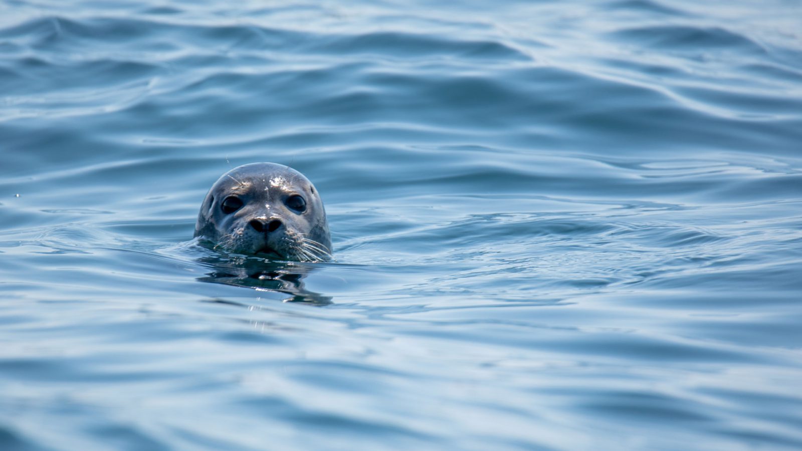 Hallitus: miksi annatte saimaannorppien kuolla?
