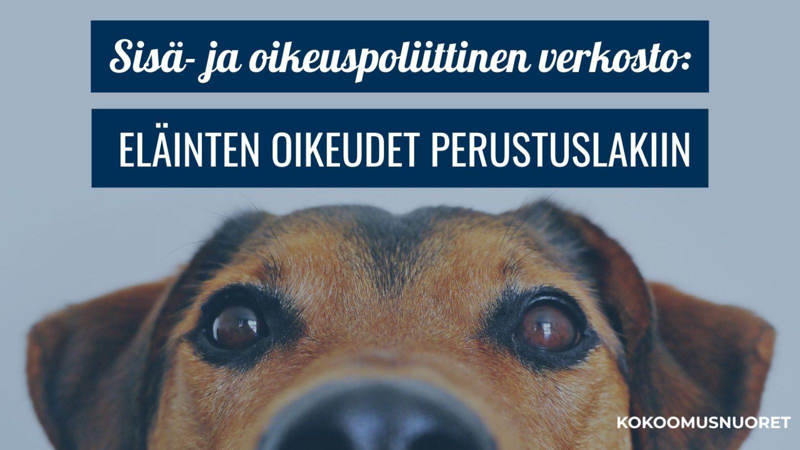 Sisä- ja oikeuspoliittinen verkosto: Eläinten oikeudet perustuslakiin